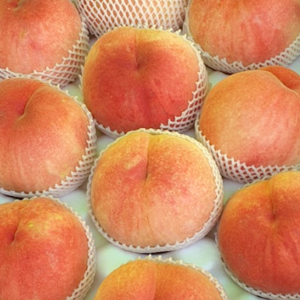 순천 백도 복숭아 2.5kg (14과) 탱글탱글한 딱딱이 딱복 제철 과일 여름 선물 산지직송