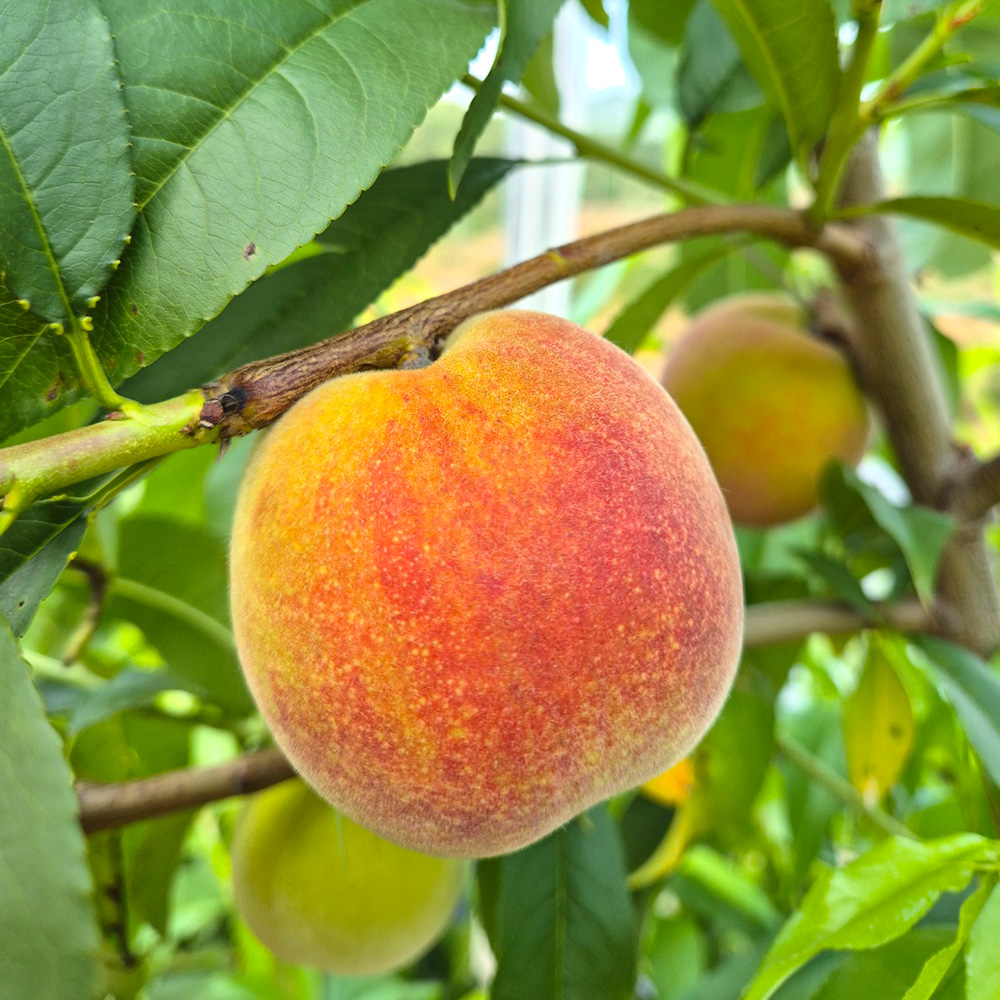 순천 황도 복숭아 2.5kg (14과) 향긋한 제철 과일 여름 선물 산지직송