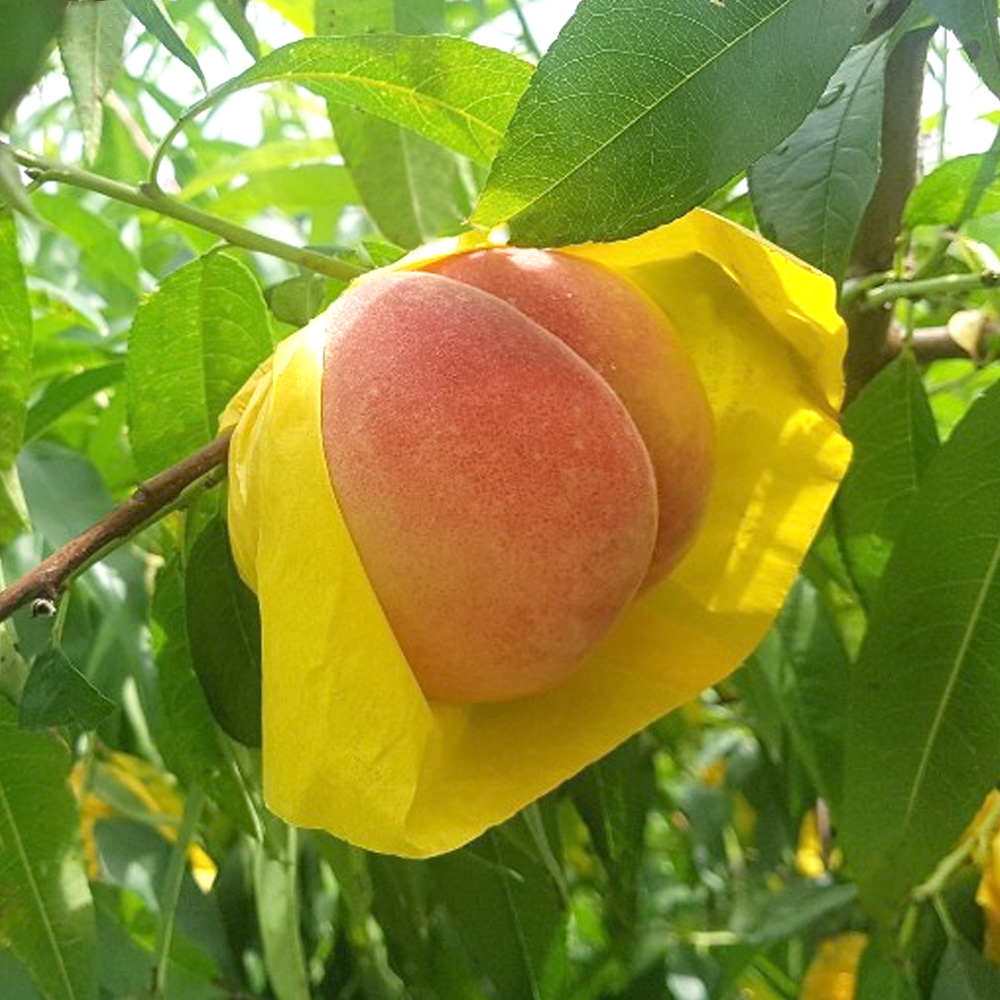 순천 황도 복숭아 4kg (13-14과) 향긋한 제철 과일 여름 선물 산지직송