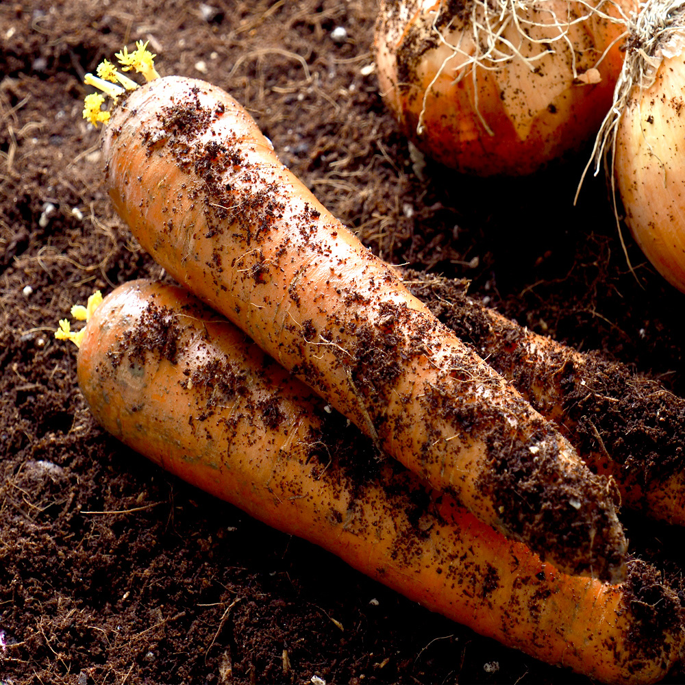 친환경 당근 특 상 중 못난이 즙용 2kg 3kg 5kg 국내산 채소 야채 흙당근