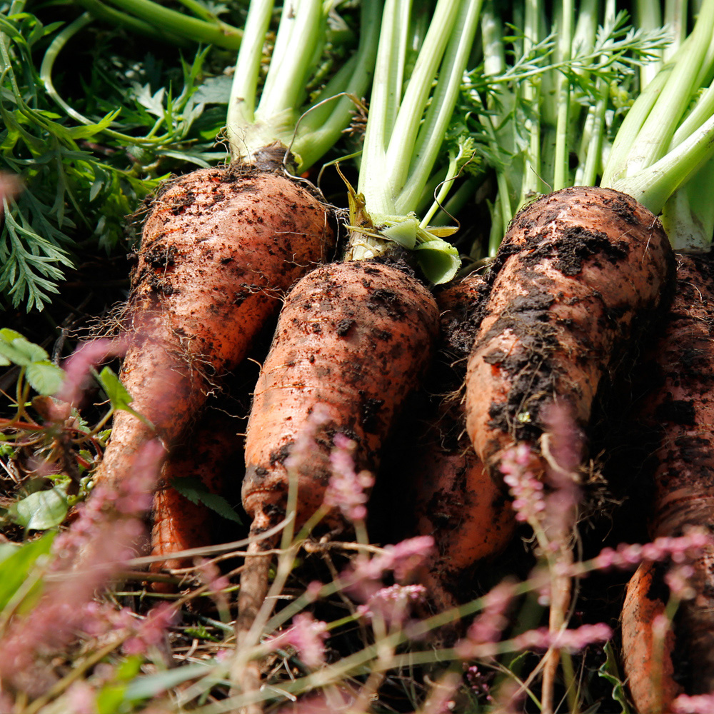 친환경 당근 특 상 중 못난이 즙용 2kg 3kg 5kg 국내산 채소 야채 흙당근