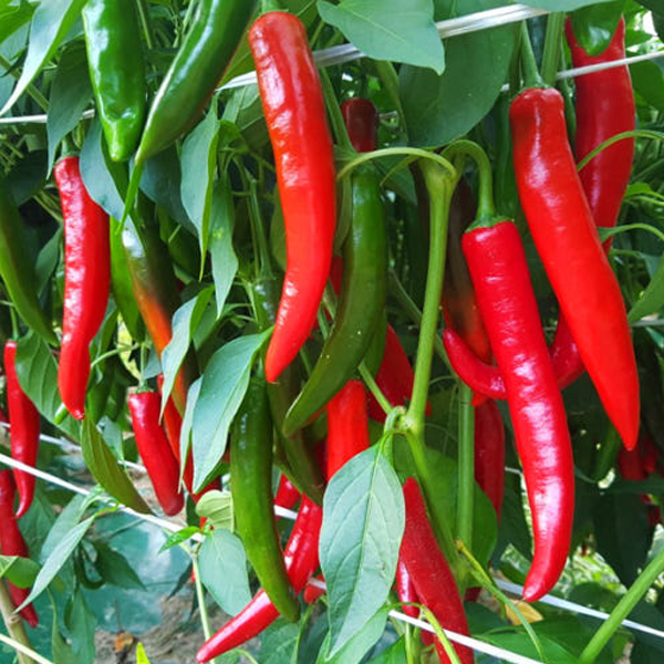 남도 홍고추 5kg(특) 외 1종