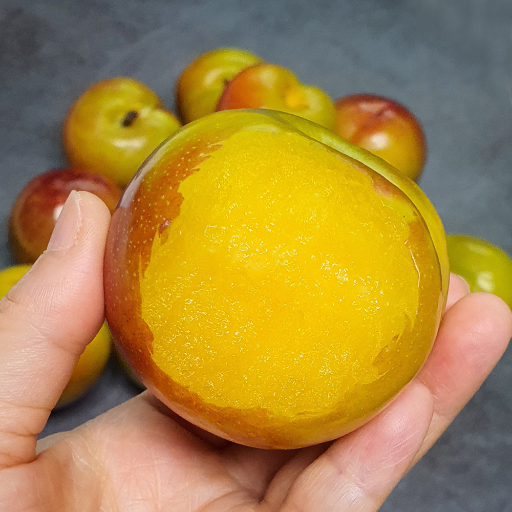 새콤달콤한 여름 대표 자두 영천 후무사 자두 2kg