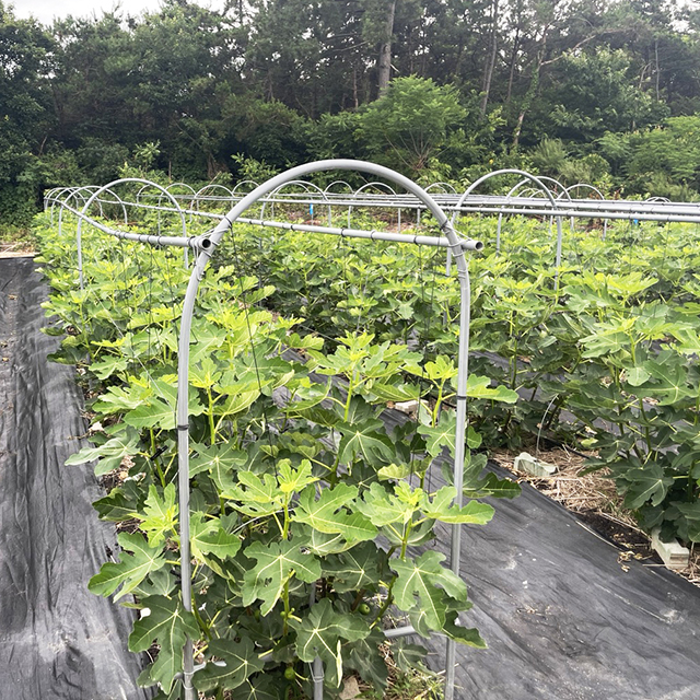 영암군 산지직송 무화과 GAP 당일수확 홍무화과 1 2 3kg