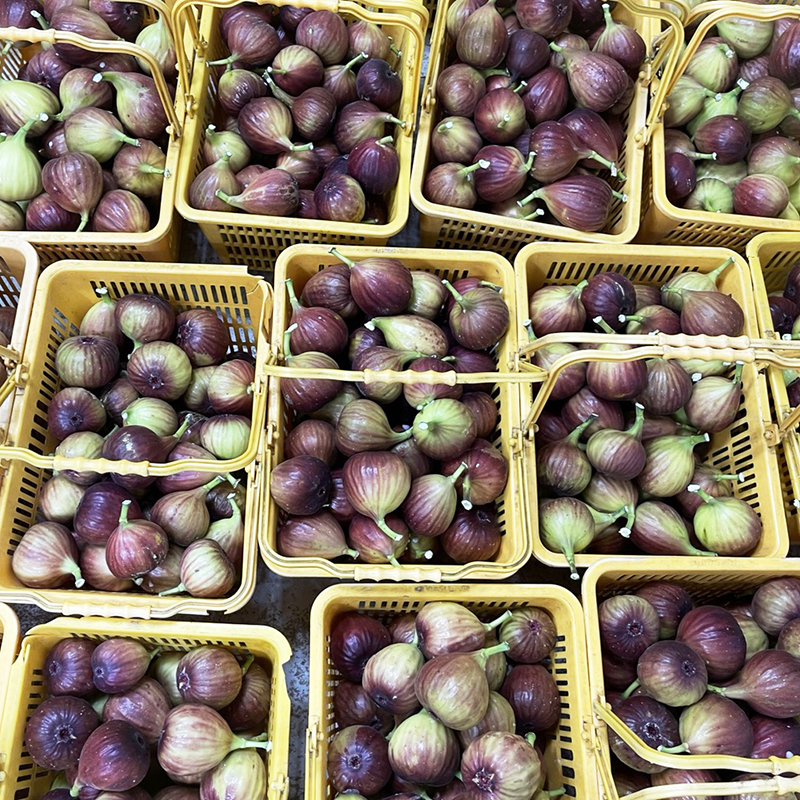 영암군 산지직송 무화과 GAP 당일수확 홍무화과 1 2 3kg