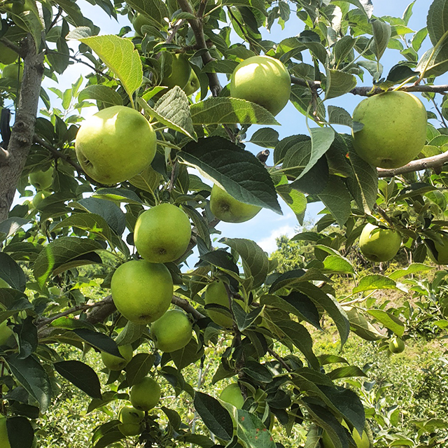 아오리 사과 청사과 햇사과 여름사과 초록사과 제철사과