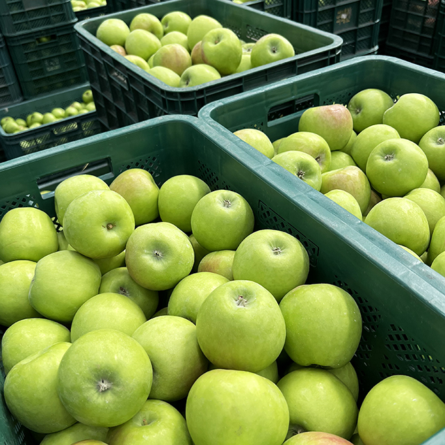 아오리 사과 청사과 햇사과 여름사과 초록사과 제철사과