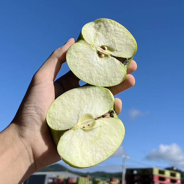 아오리 사과 청사과 햇사과 여름사과 초록사과 제철사과