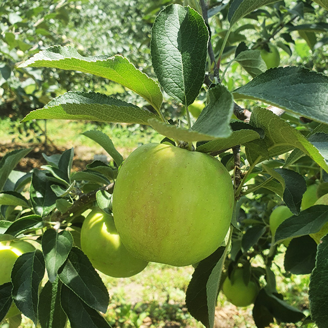 아오리 사과 청사과 햇사과 여름사과 초록사과 제철사과