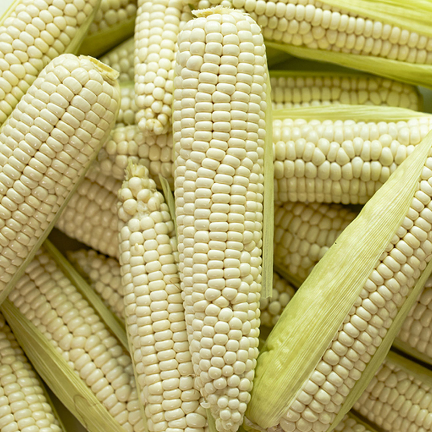 쫀득한 식감 최고 미백 찰옥수수