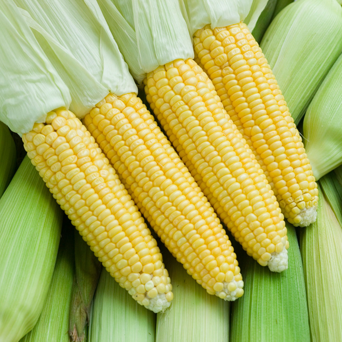 초풍달달 초당 옥수수