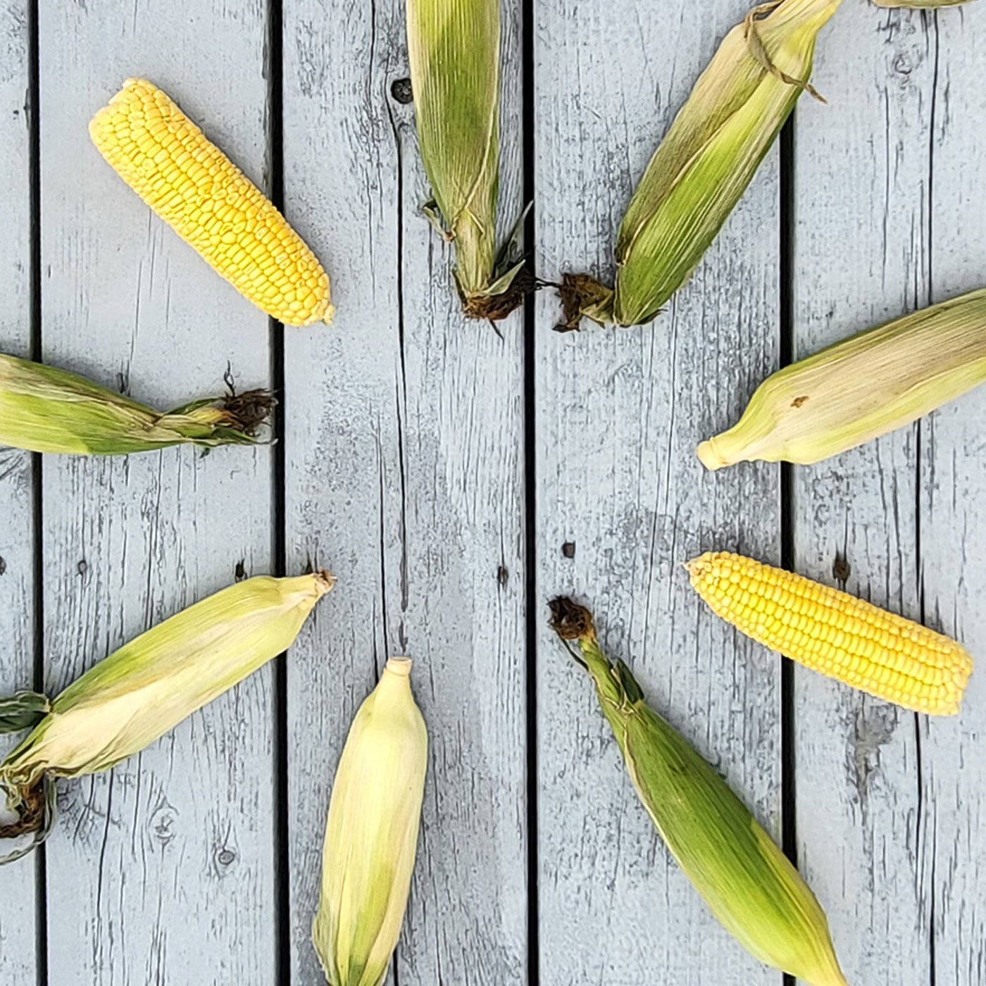 초풍달달 초당 옥수수