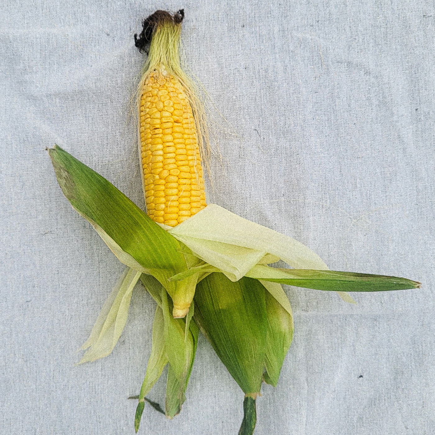 초풍달달 초당 옥수수