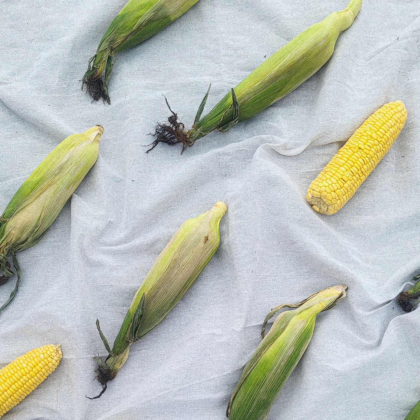 초풍달달 초당 옥수수