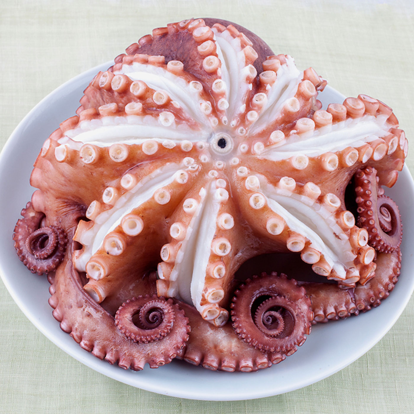 청정지역 통영에서 온 돌문어 고급 제수용