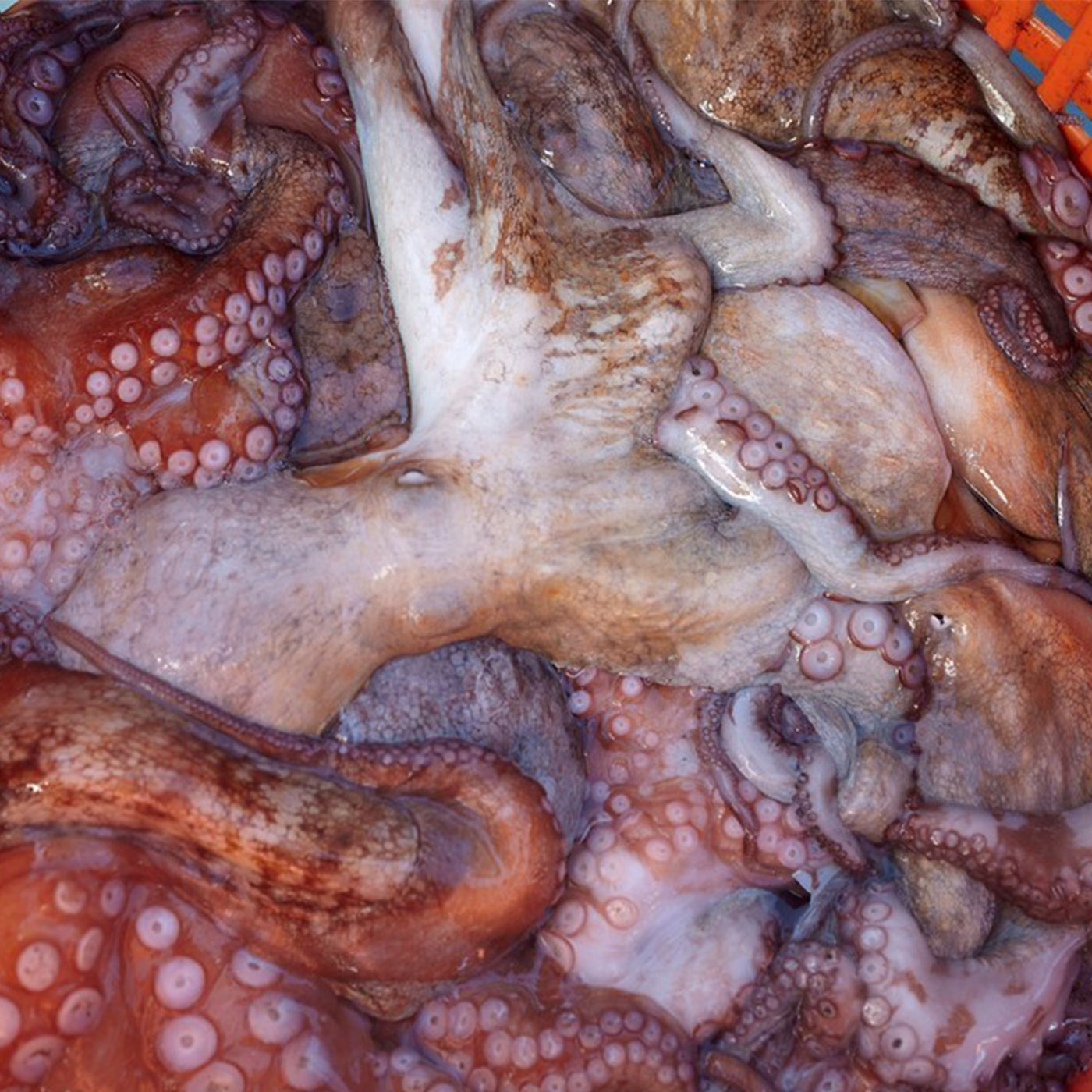 청정지역 통영에서 온 돌문어 고급 제수용