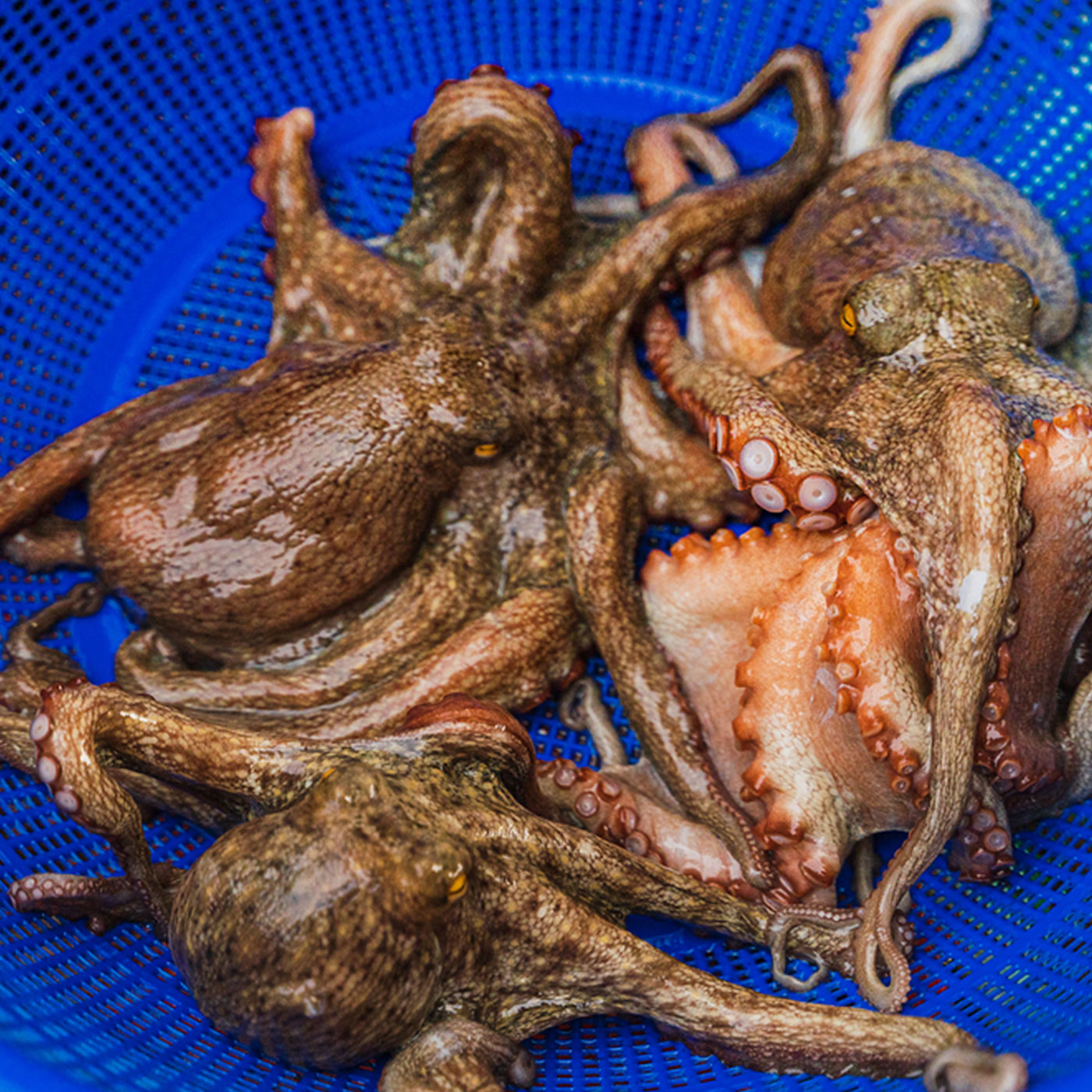 청정지역 통영에서 온 돌문어 고급 제수용