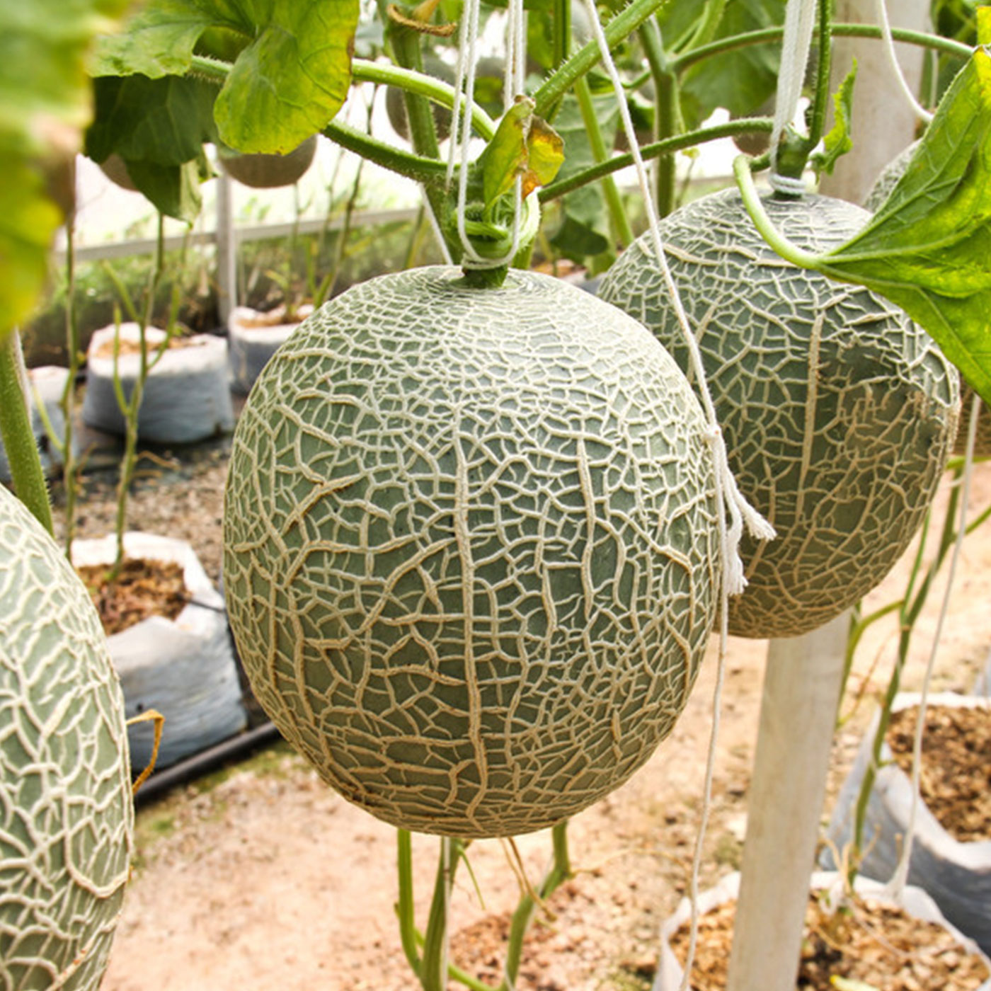 달달한 과즙을 머금은 머스크 메론