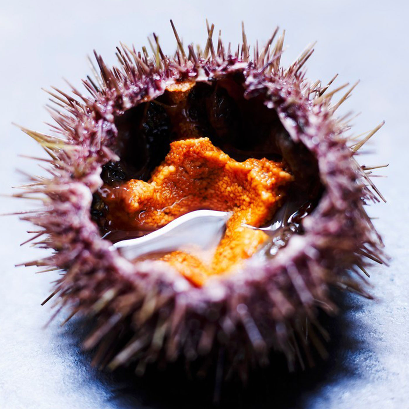 한땀 한땀 직접 채취하는 귀한 성게알 홈마카세