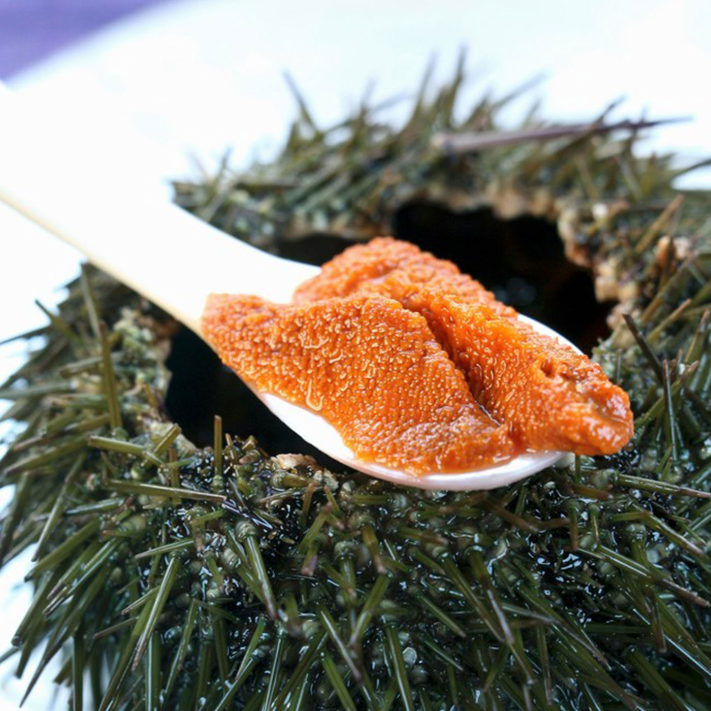 한땀 한땀 직접 채취하는 귀한 성게알 홈마카세