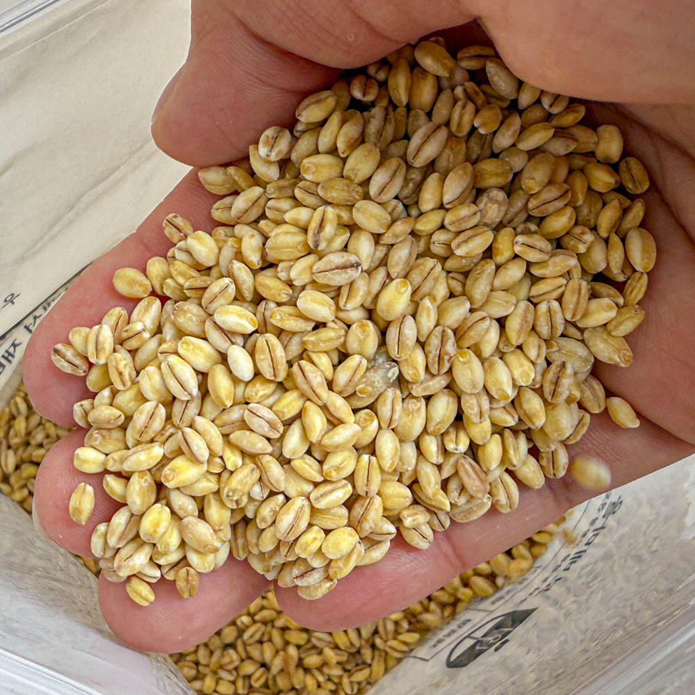 25년 국산 유기농 찰보리 1kg