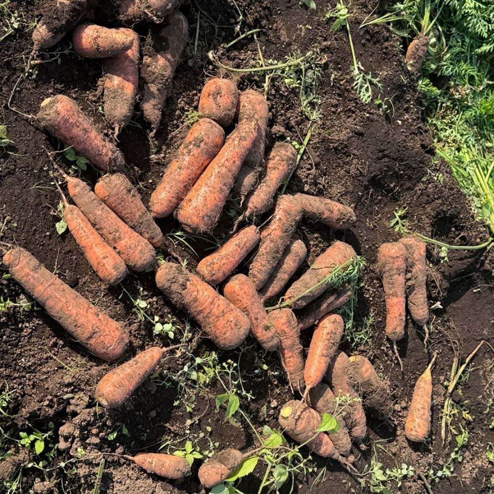 [무료배송] 국내산 흙당근 2kg/3kg/5kg/10kg