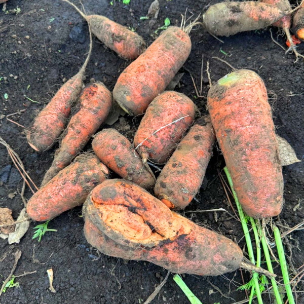 [무료배송] 국내산 흙당근 2kg/3kg/5kg/10kg 대표이미지 섬네일