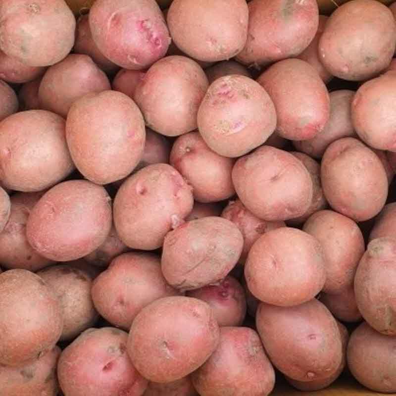 홍감자 카스테라 감자 햇감자 빨간감자 2kg 3kg 5kg