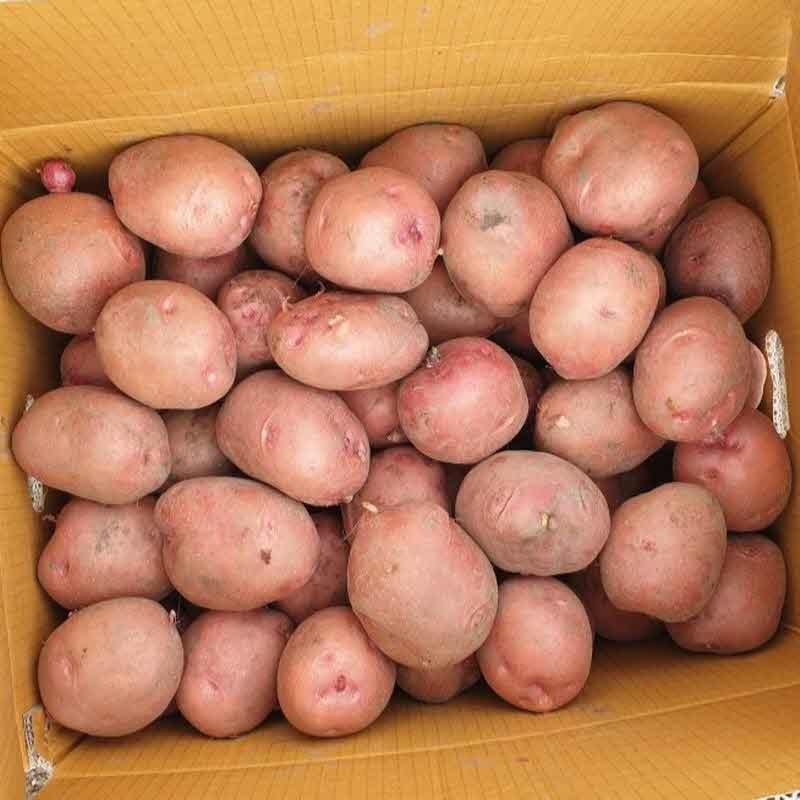 홍감자 카스테라 감자 햇감자 빨간감자 2kg 3kg 5kg