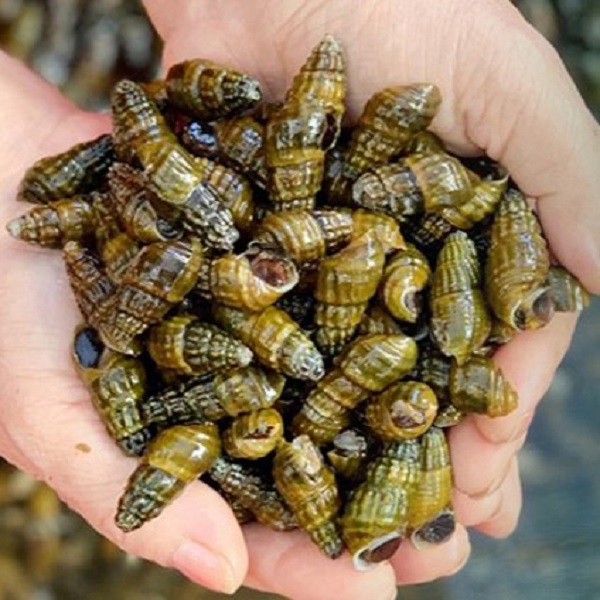 어부가 직접잡은 자연산 생다슬기 1kg 왕특대