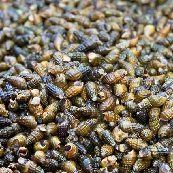 어부가 직접잡은 자연산 생다슬기 1kg 왕특대