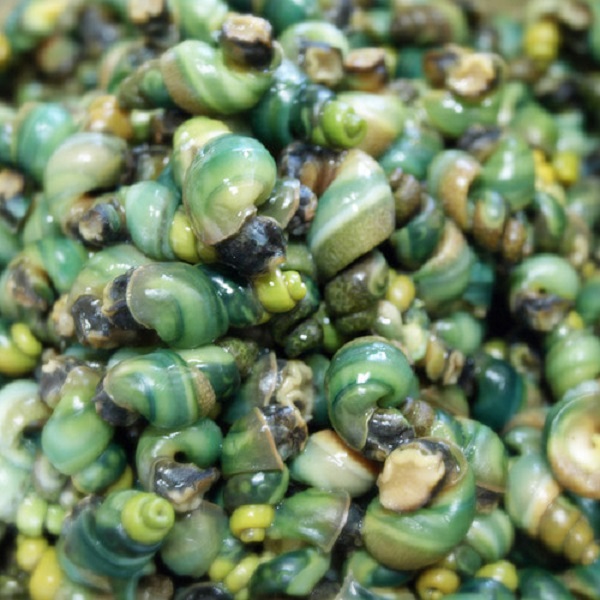 어부가 직접잡은 자연산 생다슬기 1kg 왕특대