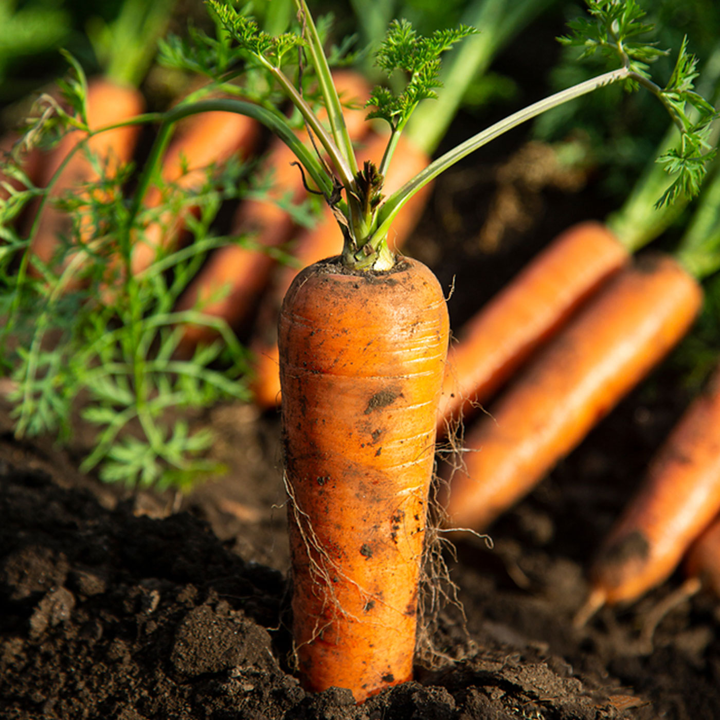 신선함을 담은 제철수확 국내산 당근