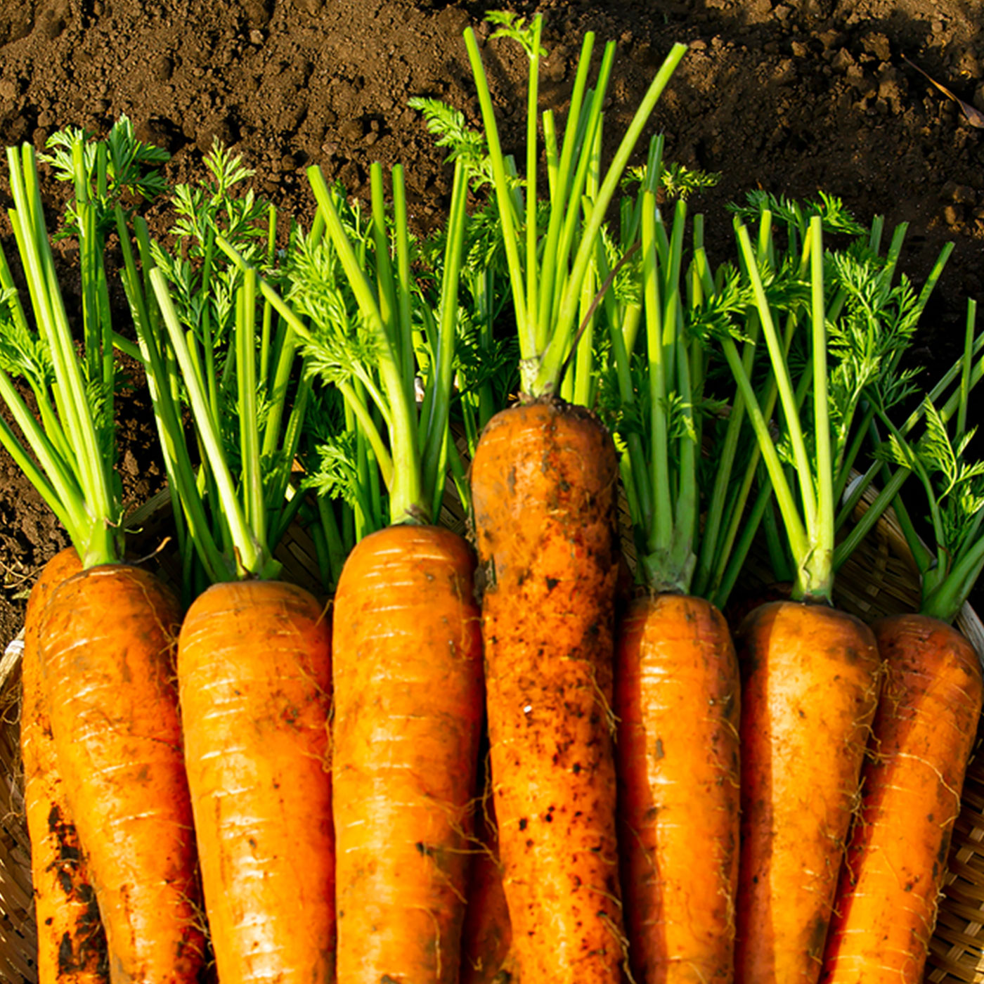 신선함을 담은 제철수확 국내산 당근