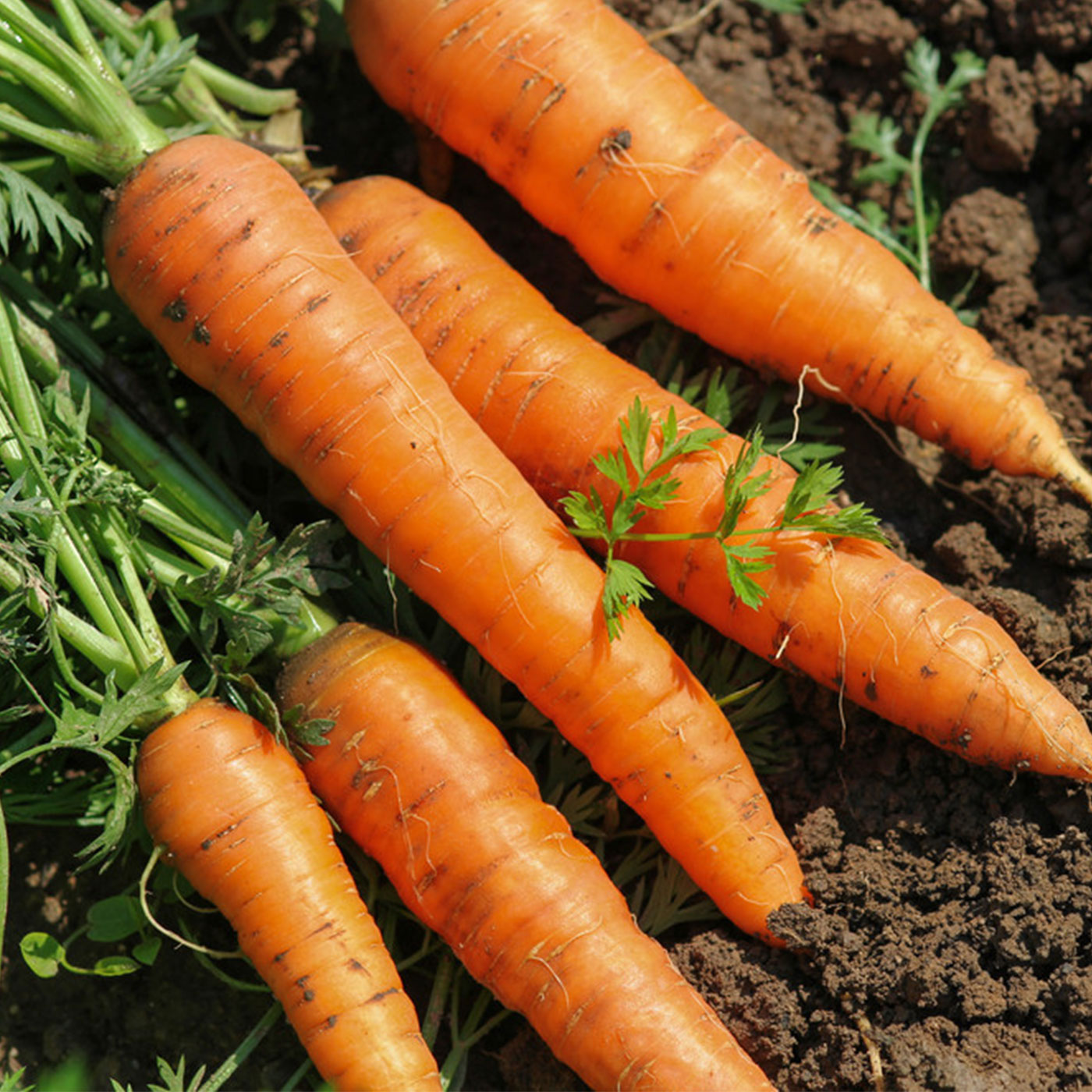 신선함을 담은 제철수확 국내산 당근