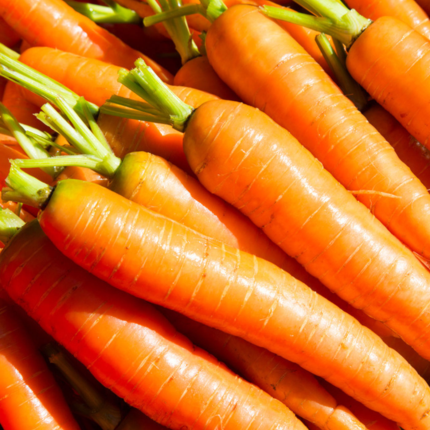 신선함을 담은 제철수확 국내산 당근