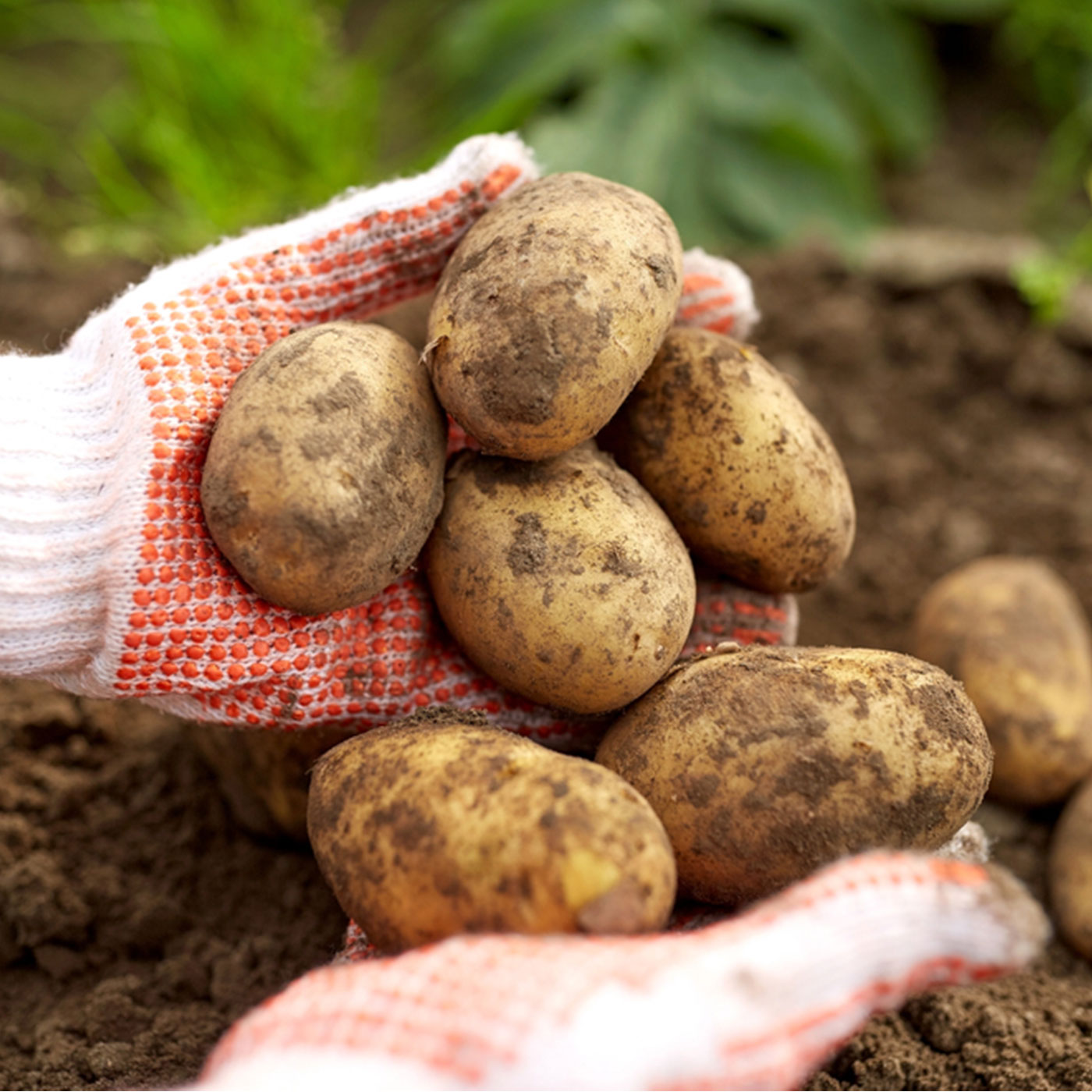 압도적 품질 쫀득이 감자
