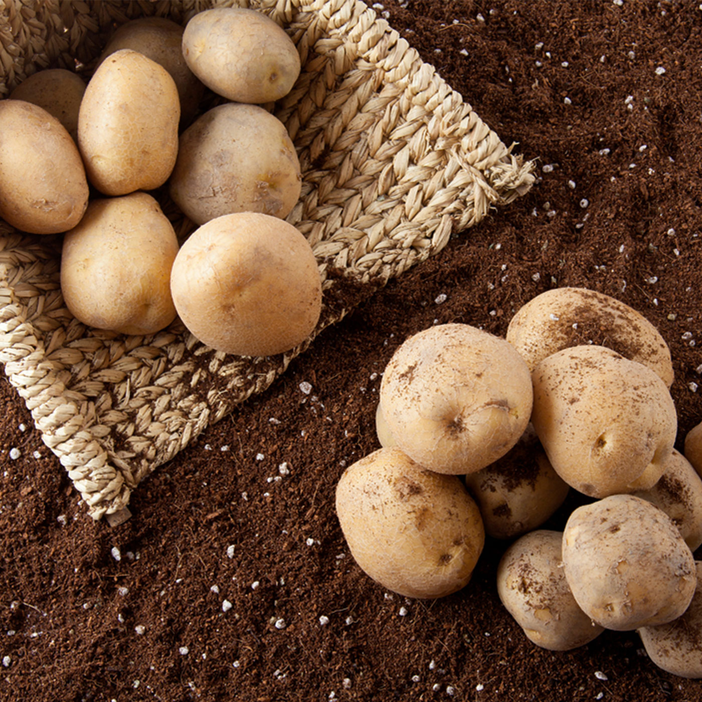 압도적 품질 쫀득이 감자