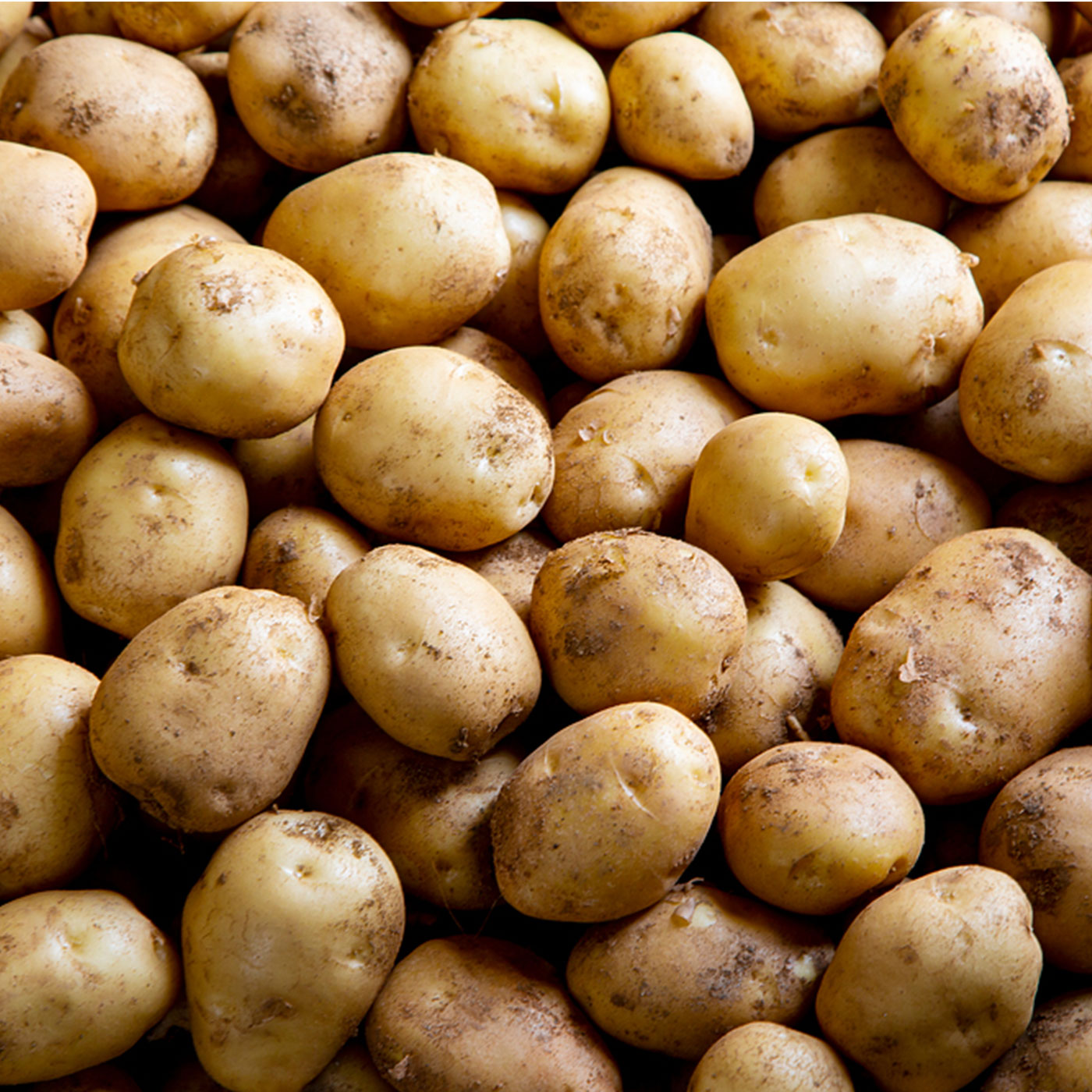 압도적 품질 쫀득이 감자