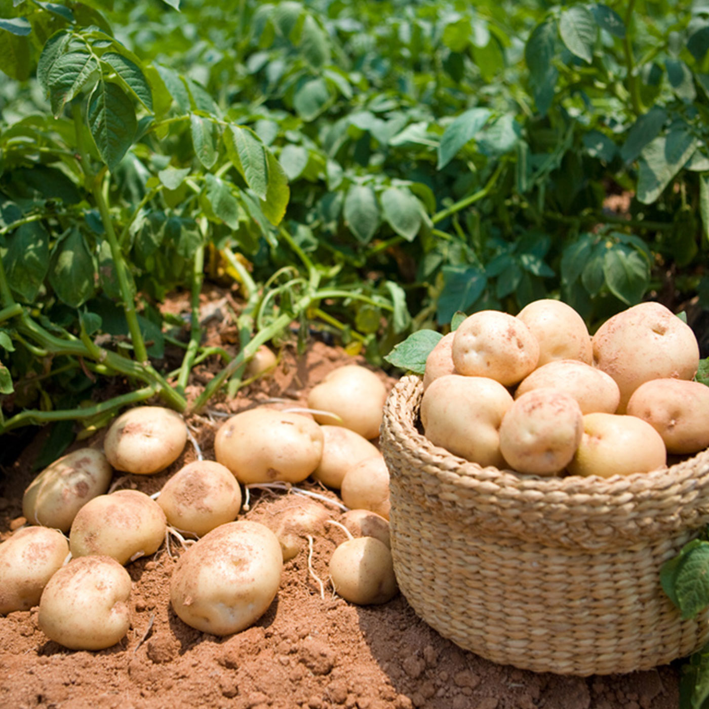 압도적 품질 쫀득이 감자