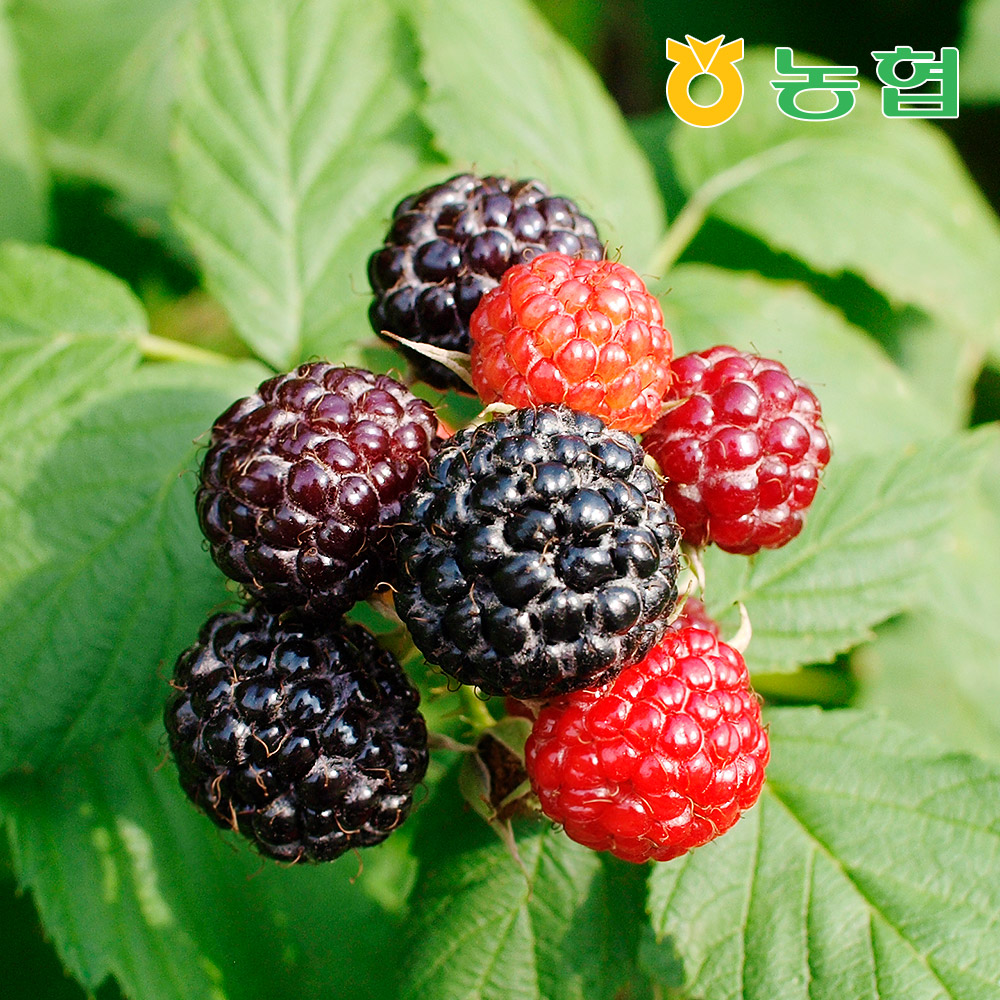 [농협] 순창 토종 복분자 생과 특상품 2kg ~ 4kg (급냉)