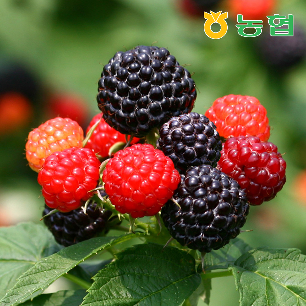 [농협] 순창 토종 복분자 생과 특상품 2kg ~ 4kg (급냉)