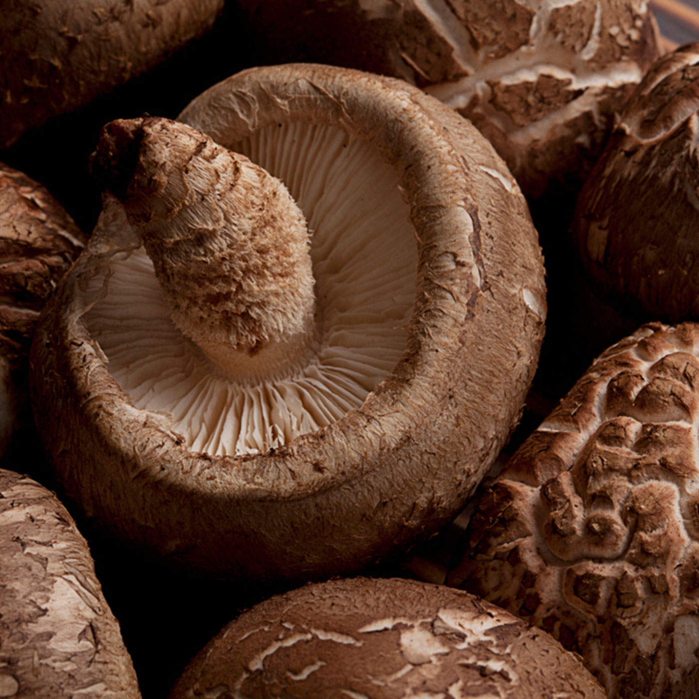 국산 참나무에서 자란 장흥 생 표고버섯