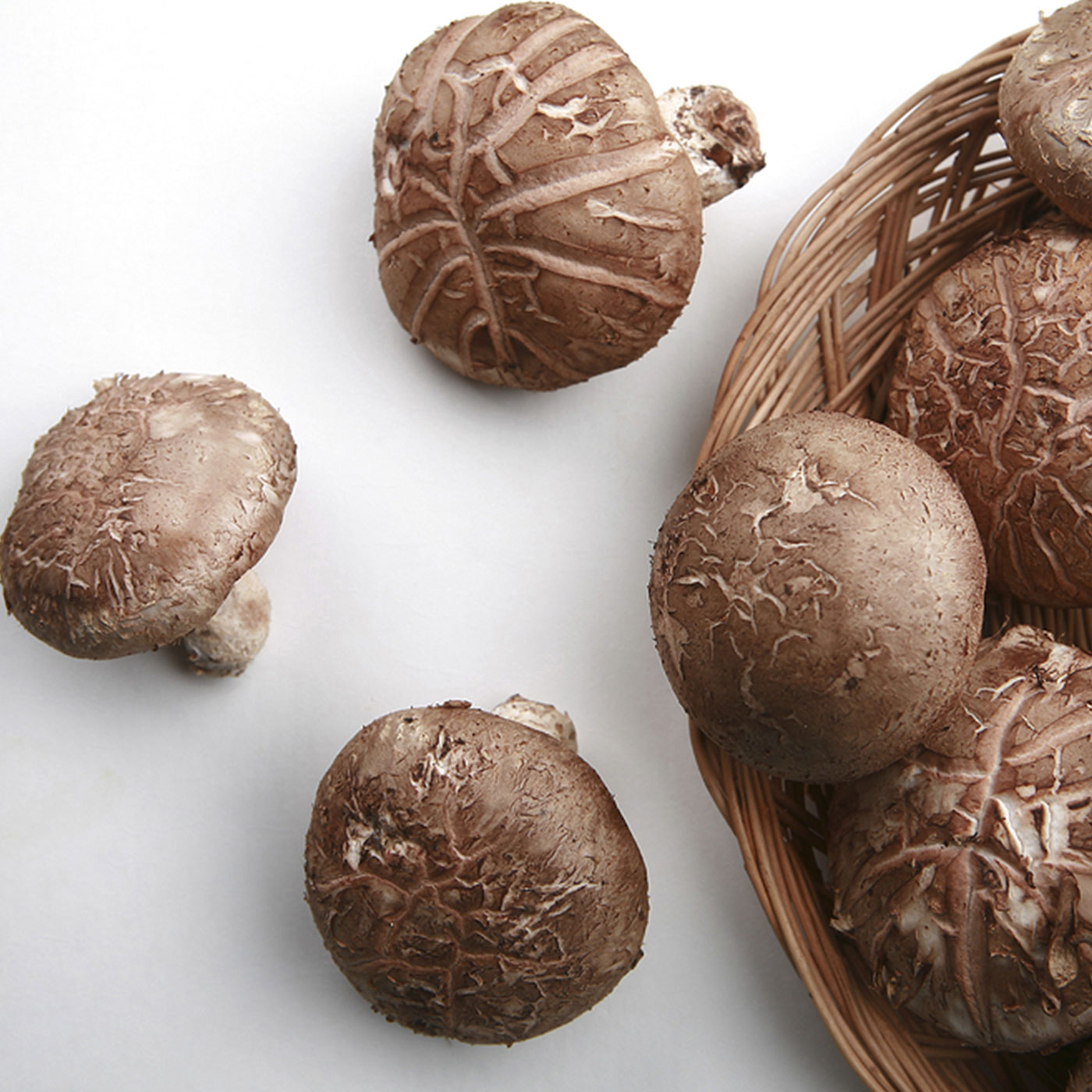 국산 참나무에서 자란 장흥 생 표고버섯