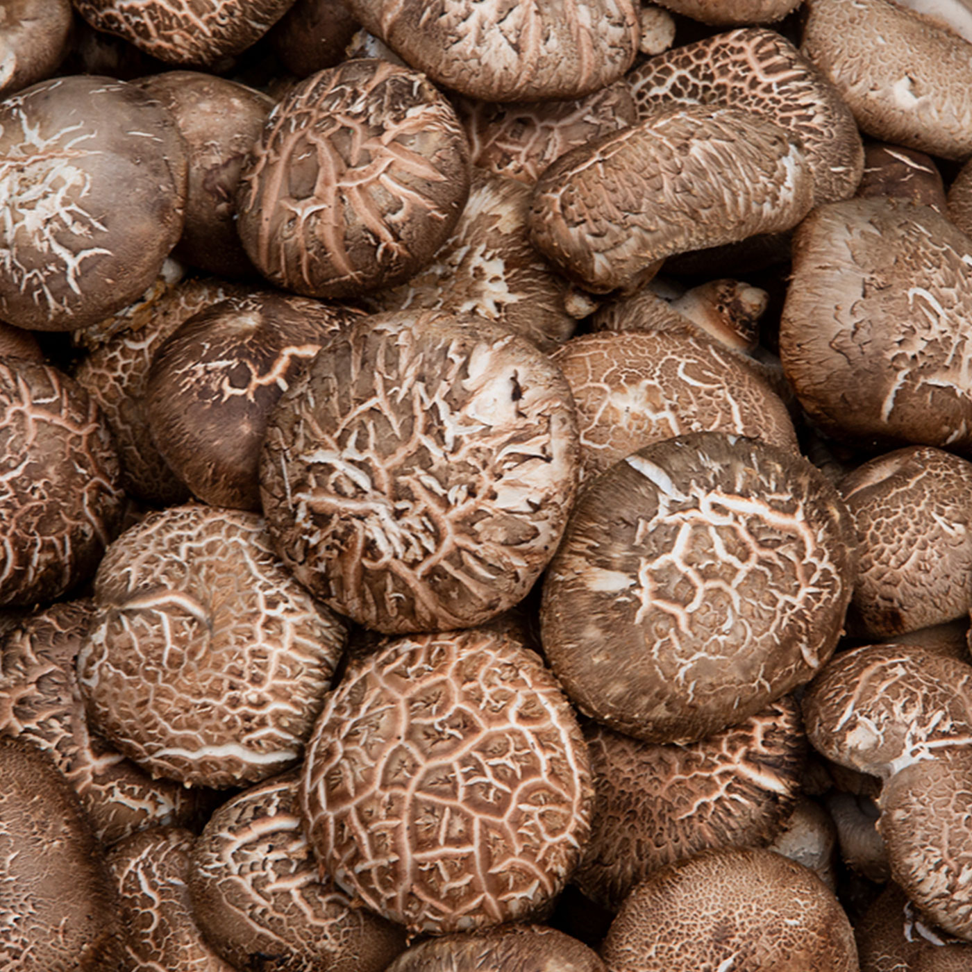 [선물세트] 바른먹거리 국내산 표고버섯