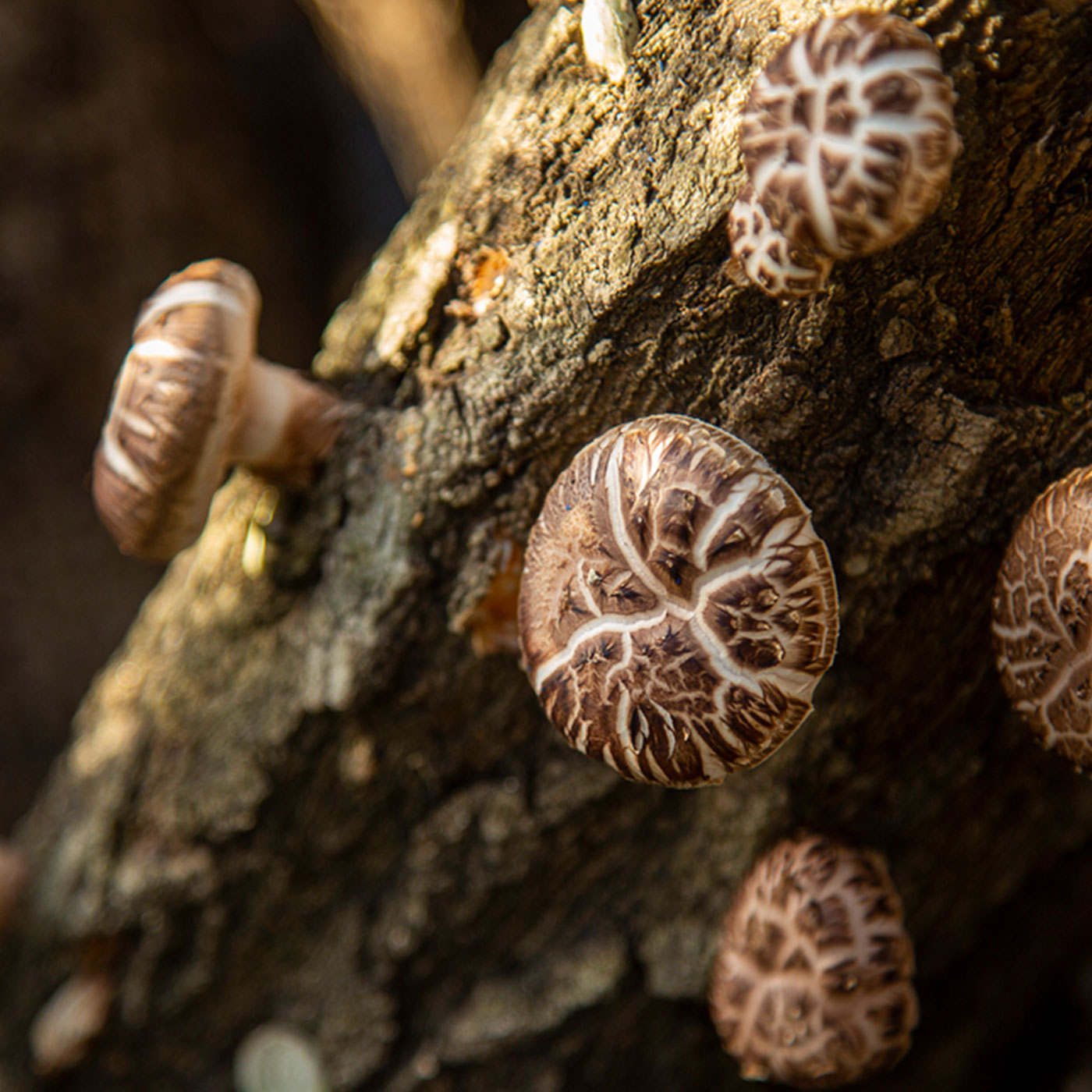 [선물세트] 바른먹거리 국내산 표고버섯