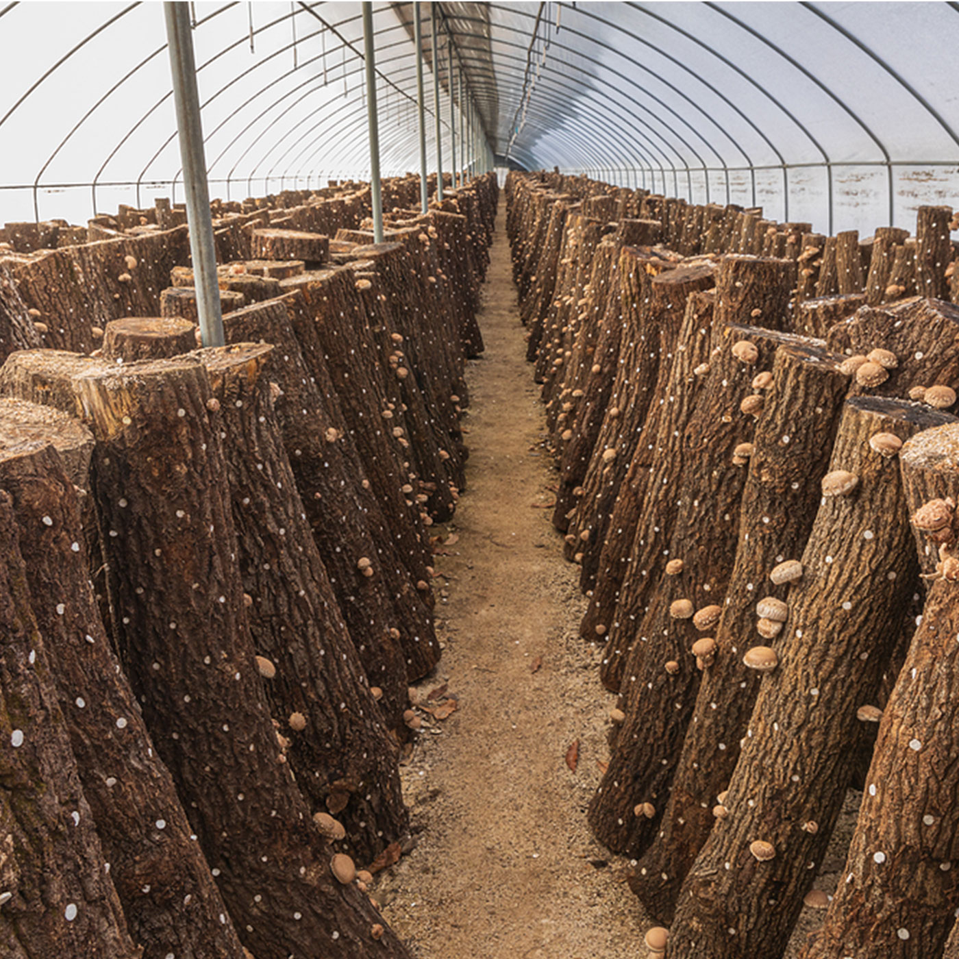[선물세트] 바른먹거리 국내산 표고버섯
