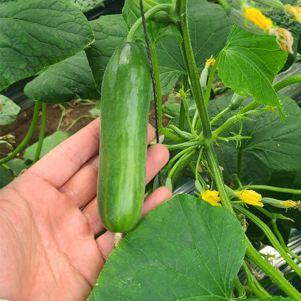 [한입최고] 대세 미니오이 500g 1kg 2kg 아삭한 오이