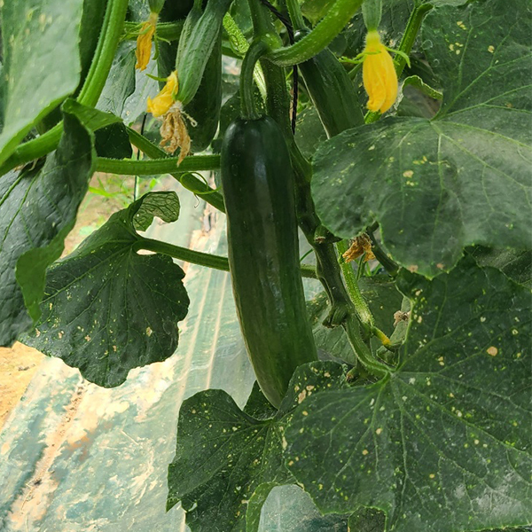 [한입최고] 대세 미니오이 500g 1kg 2kg 아삭한 오이
