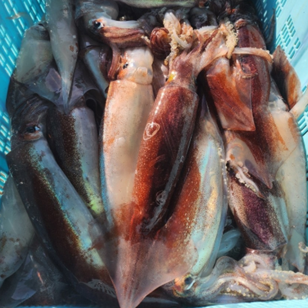 초콜릿색 쫄깃하고 탱글탱글한 생물 초코오징어 1kg 3-5미